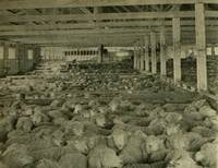 Ovejas en el interior de un galpón de esquila, en una estancia de Magallanes, c.1940