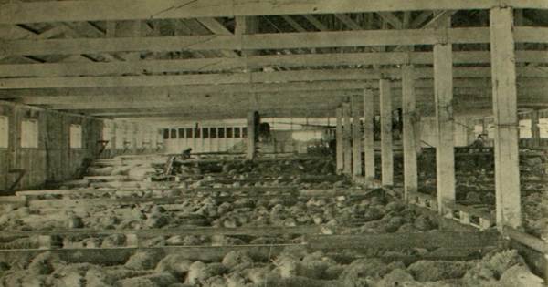 Ovejas en el interior de un galpón de esquila, en una estancia de Magallanes, c.1940