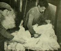Obreros esquilando ovejas "a máquina" en una estancia de Magallanes, c.1940