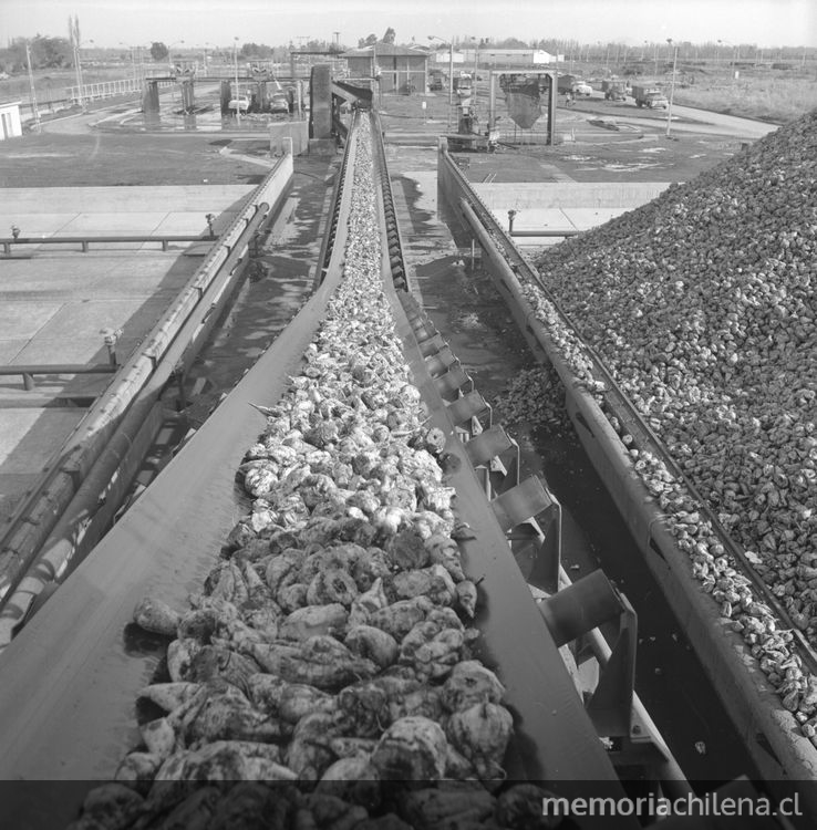 Remolchas en correas transportadoras, IANSA, hacia 1960. Fotografía de Luis Ladrón de Guevara.