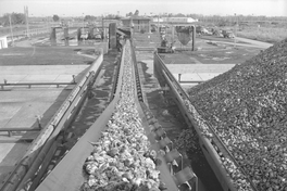 Remolchas en correas transportadoras, IANSA, hacia 1960. Fotografía de Luis Ladrón de Guevara.