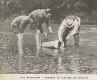 Siembra de alevines de truchas, Río Aconcagua