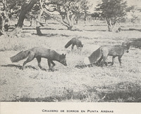 Criadero de zorros, Punta Arenas
