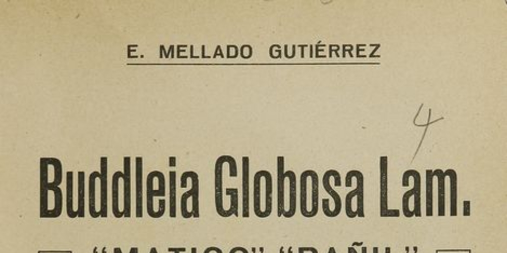 Buddleia globosa lam: "matico" - "Pañil". Santiago: [s.n.], (Santiago: Cisneros), 1923
