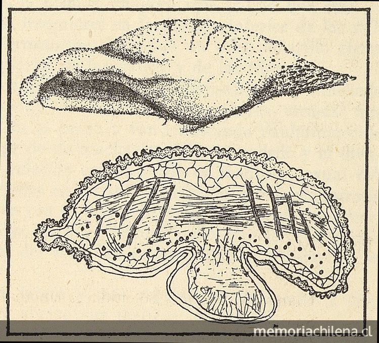 Lengua del murciélago Desmodus rotundusFuente: Investigaciones zoológicas chilenas. Santiago: Edit. del Pacífico, Vol. 1 (1950: jul. - 1952: dic.) 131 p.Dibujo de una lengua de Desmodus rotundus, en la página 7 del fascículo 1 (julio de 1950).