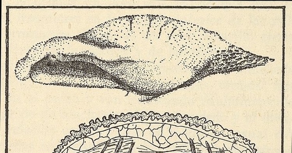 Lengua del murciélago Desmodus rotundusFuente: Investigaciones zoológicas chilenas. Santiago: Edit. del Pacífico, Vol. 1 (1950: jul. - 1952: dic.) 131 p.Dibujo de una lengua de Desmodus rotundus, en la página 7 del fascículo 1 (julio de 1950).