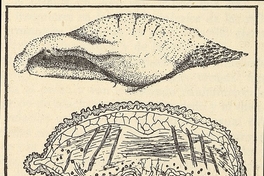 Lengua del murciélago Desmodus rotundusFuente: Investigaciones zoológicas chilenas. Santiago: Edit. del Pacífico, Vol. 1 (1950: jul. - 1952: dic.) 131 p.Dibujo de una lengua de Desmodus rotundus, en la página 7 del fascículo 1 (julio de 1950).