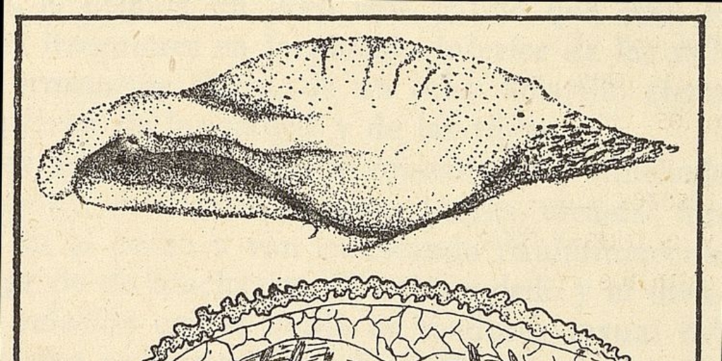 Lengua del murciélago Desmodus rotundusFuente: Investigaciones zoológicas chilenas. Santiago: Edit. del Pacífico, Vol. 1 (1950: jul. - 1952: dic.) 131 p.Dibujo de una lengua de Desmodus rotundus, en la página 7 del fascículo 1 (julio de 1950).