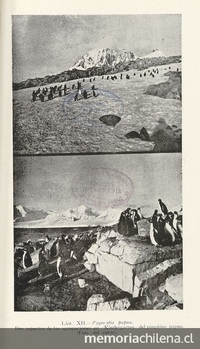 Pie de imagen: Pingüinos papúa de la AntárticaFuente: Mann Fischer, Guillermo. Biología de la Antártica Sudamericana: estudios realizados durante la Expedición Antártica Chilena. Santiago de Chile: Impr. Universitaria, 1948. 364 p. Lámina XII ("Dos aspectos de las agrupaciones en "Kindergarten" del pingüino papúa"), ubicada entre las páginas 86 y 87.