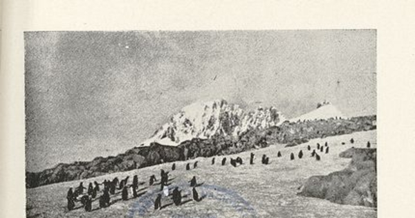 Pie de imagen: Pingüinos papúa de la AntárticaFuente: Mann Fischer, Guillermo. Biología de la Antártica Sudamericana: estudios realizados durante la Expedición Antártica Chilena. Santiago de Chile: Impr. Universitaria, 1948. 364 p. Lámina XII ("Dos aspectos de las agrupaciones en "Kindergarten" del pingüino papúa"), ubicada entre las páginas 86 y 87.