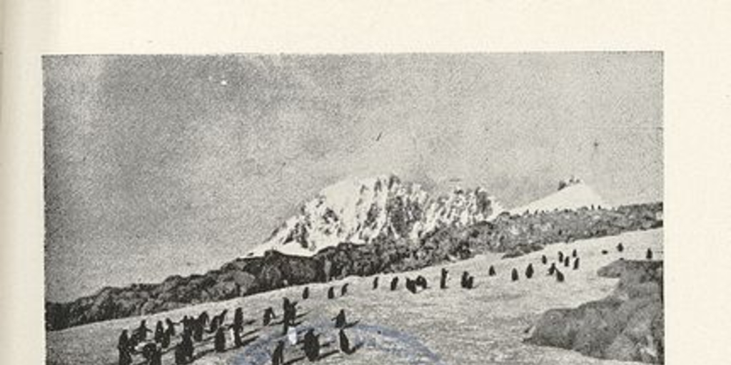 Pie de imagen: Pingüinos papúa de la AntárticaFuente: Mann Fischer, Guillermo. Biología de la Antártica Sudamericana: estudios realizados durante la Expedición Antártica Chilena. Santiago de Chile: Impr. Universitaria, 1948. 364 p. Lámina XII ("Dos aspectos de las agrupaciones en "Kindergarten" del pingüino papúa"), ubicada entre las páginas 86 y 87.