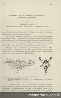 Reproducción de Dromiciops Australis: (Marsupialia, Didelphydae). [Santiago]: Centro de Investigaciones Zoológicas de la Universidad de Chile, [195-]. 6 p.