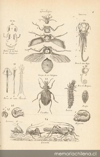 Insectos