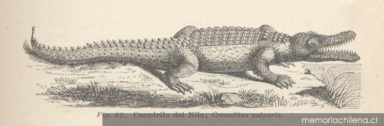 Cocodrilo del Nilo