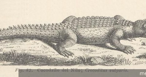 Cocodrilo del Nilo