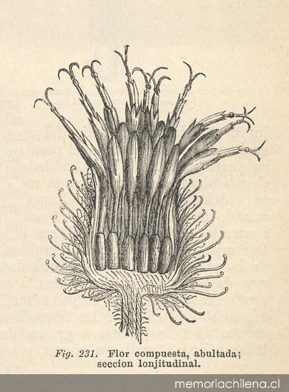 Flor compuesta abultada, sección lonjitudinal