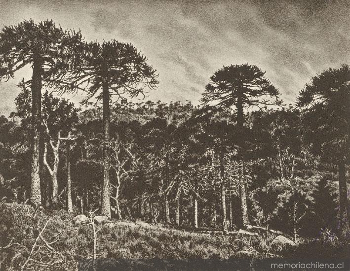 Araucarias, ca. 1859