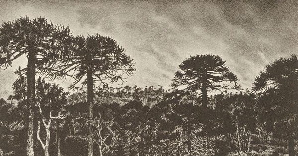 Araucarias, ca. 1859