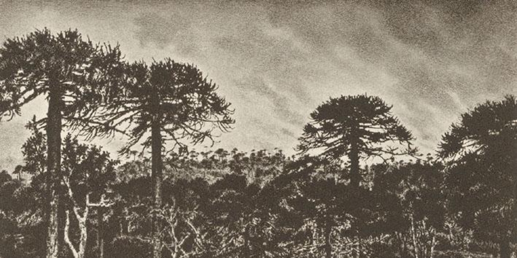 Araucarias, ca. 1859