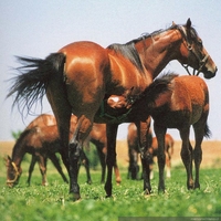 Caballos fina sangre, Haras Carioca