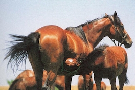 Caballos fina sangre, Haras Carioca