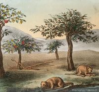 Algarrobos, acacias y nutrias, 1820-1821