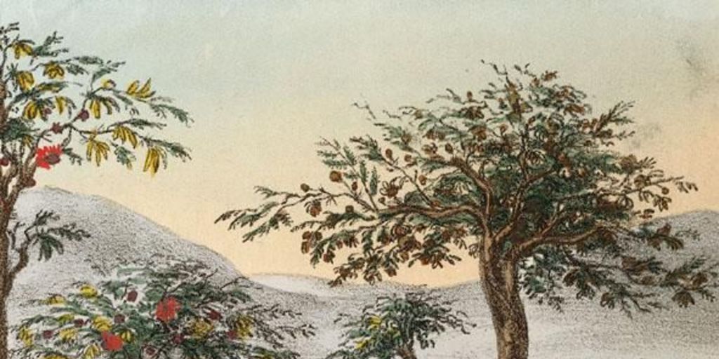 Algarrobos, acacias y nutrias, 1820-1821