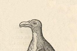 Pingüino del Estrecho de Magallanes, ca. 1600