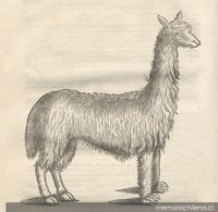 Llama, ca. 1600