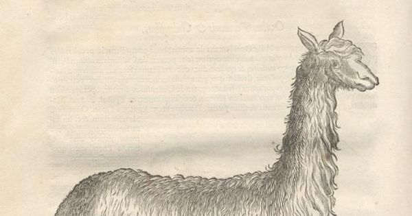 Llama, ca. 1600