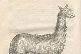 Llama, ca. 1600