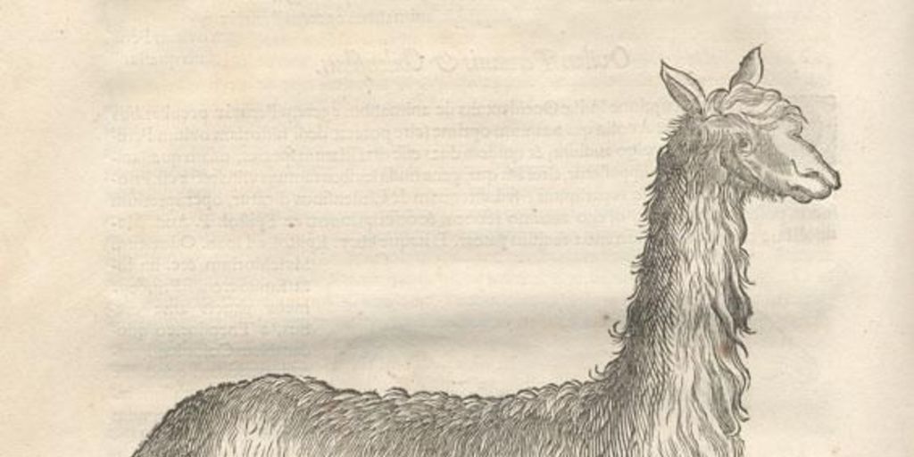 Llama, ca. 1600