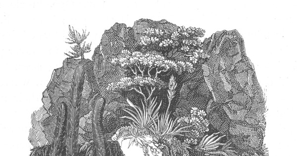 Plantas de la Zona Central, 1822