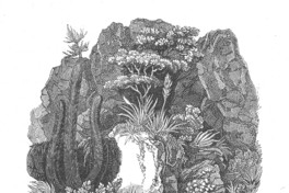 Plantas de la Zona Central, 1822