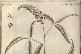 Cytisus arboreus floribus spicatis dilute caertuliers vulgo culen