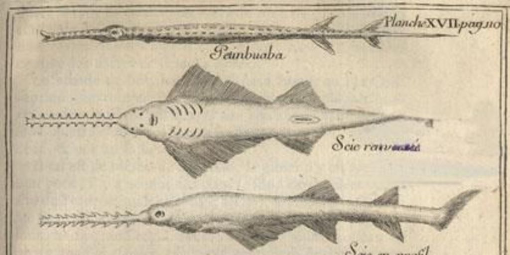 Fauna marina, ca. 1713