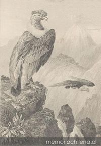 Le Condor, siglo XIX