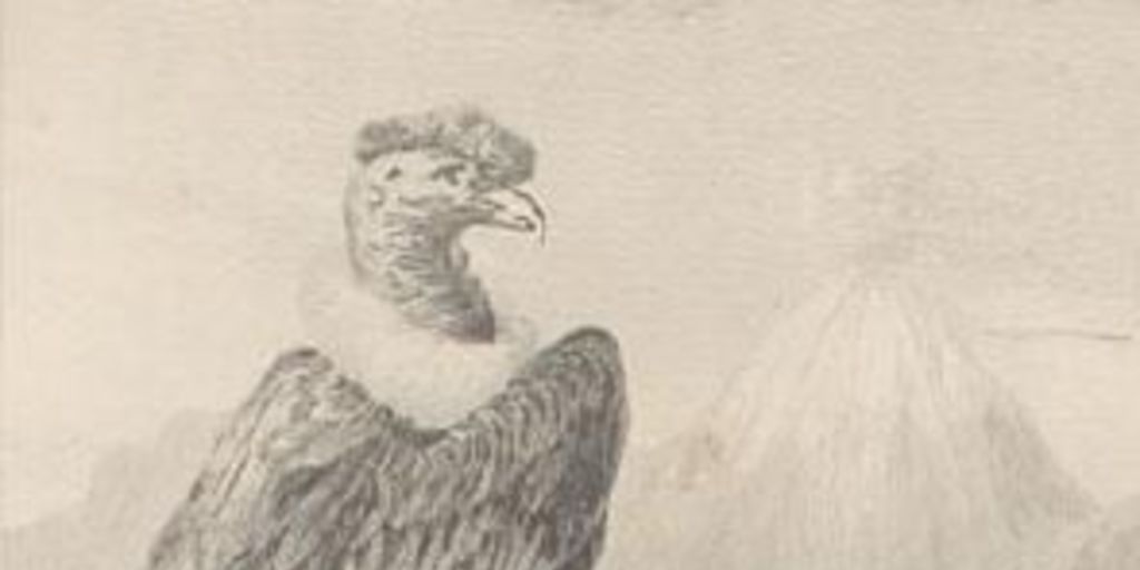 Le Condor, siglo XIX