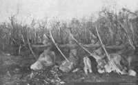 Selk'nam entrenando con arco y flecha, hacia 1920