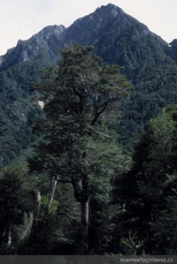 Cuesta Queulat sur, Parque Nacional Queulat, Aysén, 2001