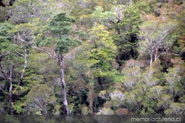 Selva fría, Isla Oma, Aysén, 2001