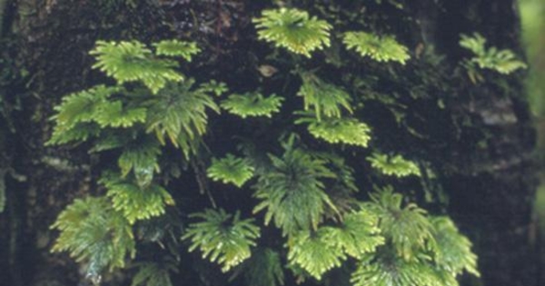 Musgo. Parque Nacional Queulat, Aysén, 2001