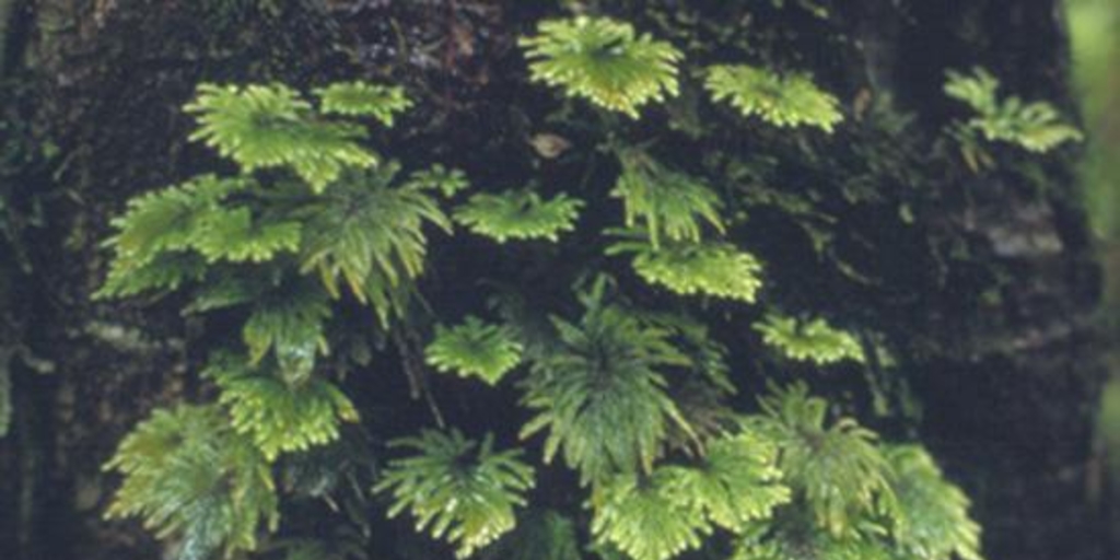 Musgo. Parque Nacional Queulat, Aysén, 2001