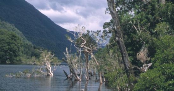 Ribera del lago Risopatrón, Aysén, 2001