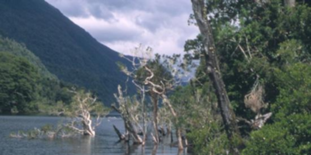 Ribera del lago Risopatrón, Aysén, 2001
