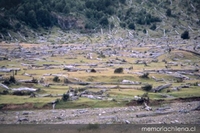 Bosque quemado,Valle del emperador Guillermo, Aysén, 2001