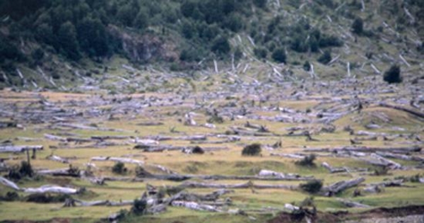 Bosque quemado,Valle del emperador Guillermo, Aysén, 2001