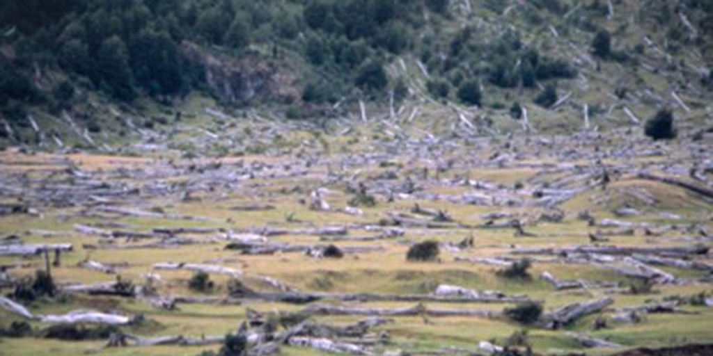 Bosque quemado,Valle del emperador Guillermo, Aysén, 2001