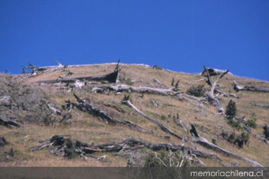 Bosque quemado en la costa noroeste del lago General Carrera, 2001