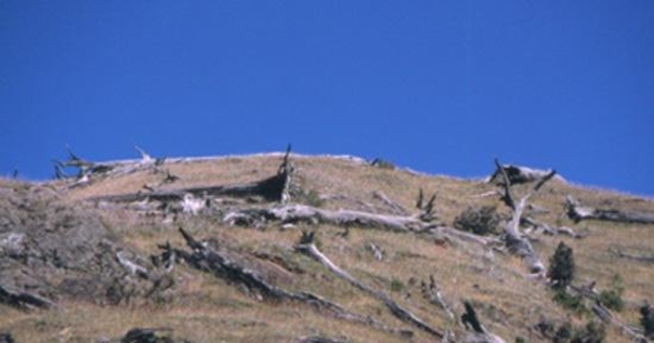 Bosque quemado en la costa noroeste del lago General Carrera, 2001